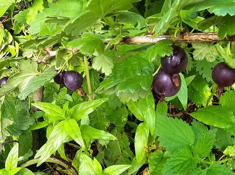 Groseillier à maquereau 'Black Velvet' - Ribes uva-crispa