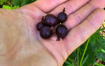 Groseillier à maquereau 'Black Velvet' - Ribes uva-crispa