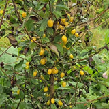 Cornouiller mâle 'Jantarnyj' - Cornus mas