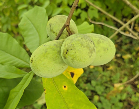 Asiminier 'VE-21' - Asimina triloba