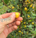 Cornouiller mâle 'Jantarnyj' - Cornus mas
