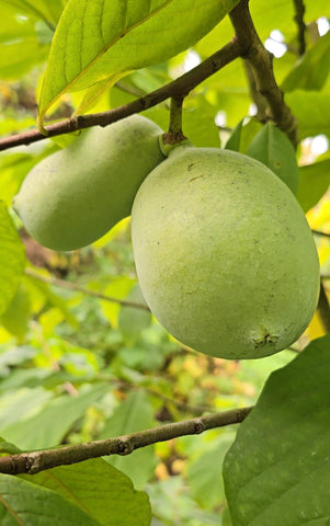 Asiminier 'Kentucky Champion' - Asimina triloba