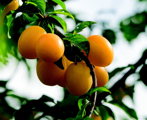 Prunier 'Sainte-Catherine' - Prunus domestica