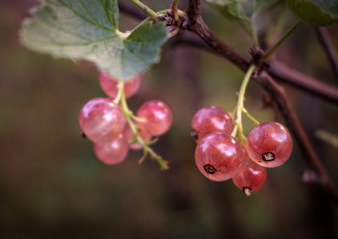 Groseillier à grappes 'Gloire des Sablons' - Ribes rubrum