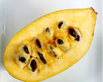 Asiminier 'KSU Atwood' - Asimina triloba
