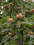 Néflier 'Sussmispel' - Mespilus germanica