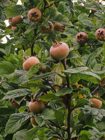 Néflier 'Sussmispel' - Mespilus germanica