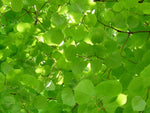 Tilleul à petites feuilles - Tilia cordata