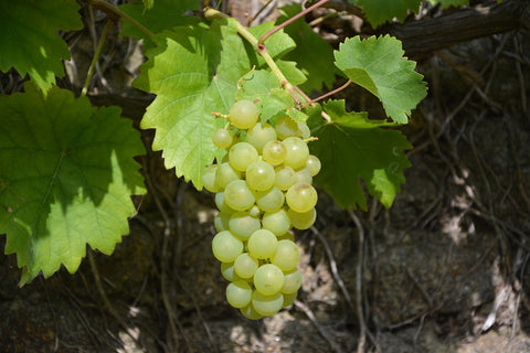Vigne 'Frumoasa Alba' - Vitis vinifera