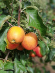Pommier 'Winter Banana' - Malus domestica