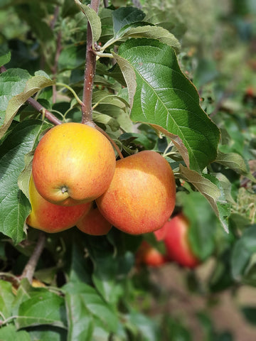Pommier 'Winter Banana' - Malus domestica