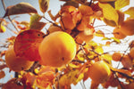 Kaki 'Zirochka' - Diospyros kaki