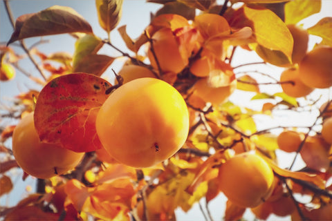 Kaki 'Zirochka' - Diospyros kaki