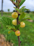 Ragouminier 'Snovit' - Prunus tomentosa