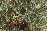 Argousier mâle 'Pollmix' - Hippophae rhamnoides