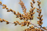 Argousier mâle 'Hikul' - Hippophae rhamnoides