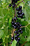 Cassissier 'Titania' - Ribes nigrum
