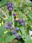 Framboisier non remontant 'Glen Coe' - Rubus idaeus