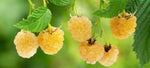 Framboisier remontant 'Fallgold' - Rubus idaeus