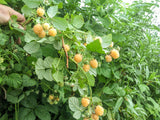 Framboisier remontant 'Fallgold' - Rubus idaeus