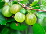Groseillier à maquereau 'Hinnonmaki jaune' - Ribes uva-crispa
