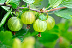 Groseillier à maquereau 'Hinnonmaki jaune' - Ribes uva-crispa