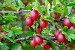 Groseillier à maquereau 'Hinnonmaki rouge' - Ribes uva-crispa