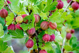Groseillier à maquereau 'Hinnonmaki rouge' - Ribes uva-crispa