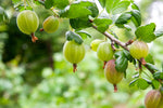 Groseillier à maquereau 'Invicta' - Ribes uva-crispa