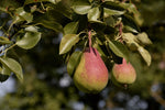 Poirier 'Louise Bonne d'Avranches' - Pyrus communis