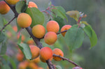 Abricotier 'Polonais' basse-tige - Prunus armeniaca