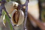 Amandier 'Robijn' - Prunus dulcis