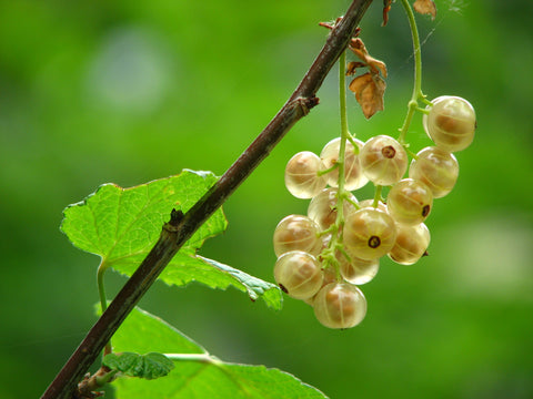 Groseillier à grappes 'White pearl' - Ribes rubrum