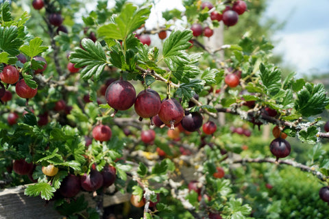 Groseillier à maquereau 'Captivator' - Ribes uva-crispa
