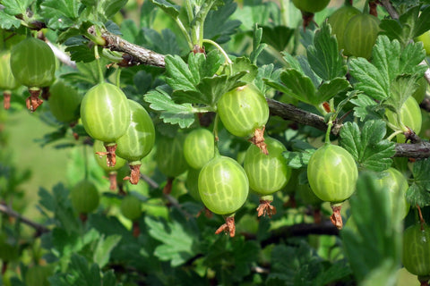 Groseillier à maquereau 'Hinnonmaki vert' - Ribes uva-crispa