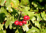 Aubépine 'Zbigniew' - Crataegus anomala 'Zbigniew'