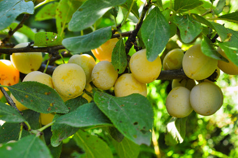 Mirabelle de Nancy basse-tige - Prunus domestica