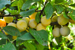 Mirabellier 'Mirabelle de Nancy' demi-tige - Prunus domestica
