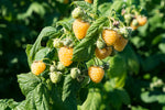 Framboisier remontant 'Golden Everest' - Rubus idaeus