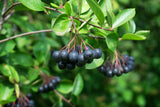 Aronie 'Amit' - Aronia mitschurinii