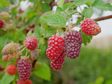 Mûroise 'Tayberry' - Rubus fruticosus x idaeus