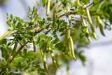 Caraganier de Sibérie - Caragana arborescens