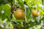 Nashi 'Chojuro' - Pyrus pyrifolia