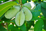 Asiminier 'Allegheny' - Asimina triloba