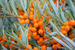 Argousier autofertile 'Friesdorfer Orange' - Hippophae rhamnoides