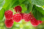 Framboisier remontant 'Héritage' - Rubus idaeus