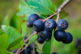 Aronie 'Amit' - Aronia mitschurinii