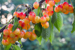 Cerisier 'Bigarreau Napoléon' basse-tige - Prunus avium
