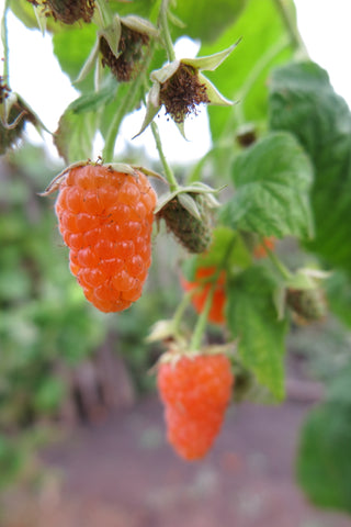 Framboisier remontant 'Valentina Orange®' - Rubus idaeus