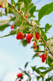 Goji 'XXL' - Lycium barbarum